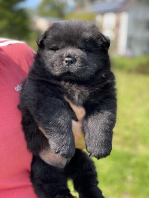  KC reg Chow Chow puppies for sale 
